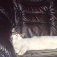 Huskat Thor-Mis (Thor)