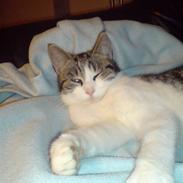 Huskat Thor-Mis (Thor)