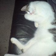 Huskat Thor-Mis (Thor)