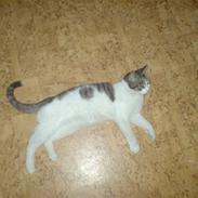 Huskat Thor-Mis (Thor)