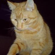 Blanding af racer simba