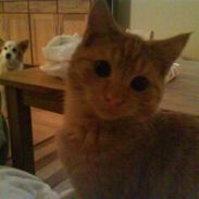 Blanding af racer simba