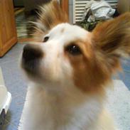 Blanding af racer simba