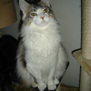 Maine Coon tiggi ( diamonds-dreams)