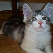 Maine Coon tiggi ( diamonds-dreams)