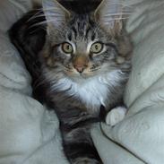 Maine Coon Alfred