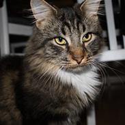 Maine Coon Alfred