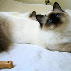 Hellig Birma Gazali´s Jade