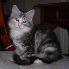 Norsk Skovkat Dixie Chicks