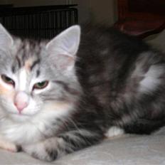 Norsk Skovkat Dixie Chicks