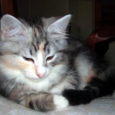 Norsk Skovkat Dixie Chicks