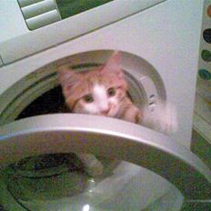 Blanding af racer Figaro