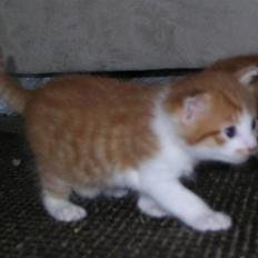 Blanding af racer Figaro