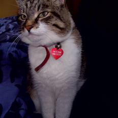 Blanding af racer Lillemis