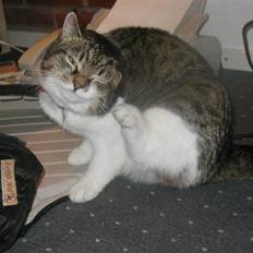 Blanding af racer Lillemis