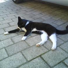 Blanding af racer Konrad<3