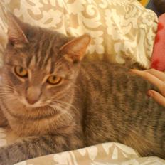 Huskat Ida aka the Diva