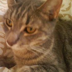 Huskat Ida aka the Diva