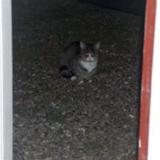 Huskat Mads avlivet ;( R.I.P!