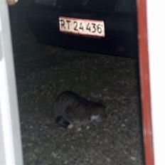 Huskat Mads avlivet ;( R.I.P!