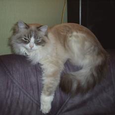 Ragdoll Tia (død)
