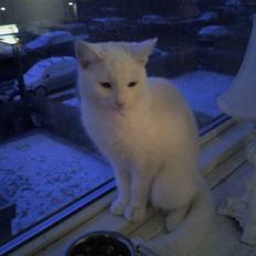 Blanding af racer Holly