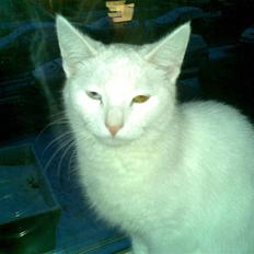 Blanding af racer Holly