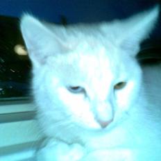 Blanding af racer Holly