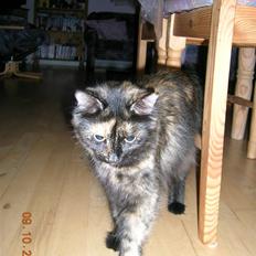 Norsk Skovkat Fluffy