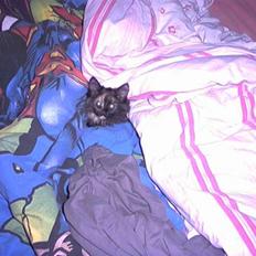 Norsk Skovkat Fluffy