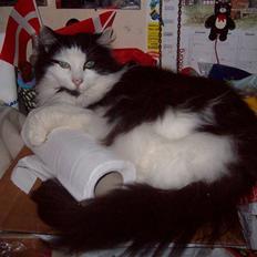 Blanding af racer Pussi