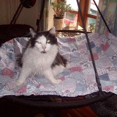 Blanding af racer Pussi