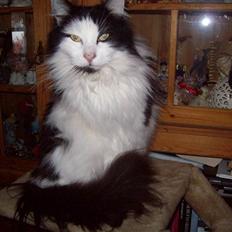 Blanding af racer Pussi