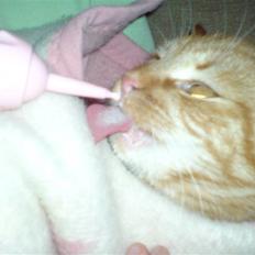 Huskat Maxi *givet væk* <33