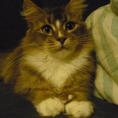 Maine Coon Emmy - flyttet