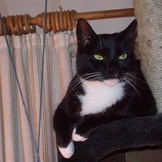 Blanding af racer fie