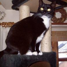 Blanding af racer fie