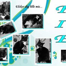 Blanding af racer fie