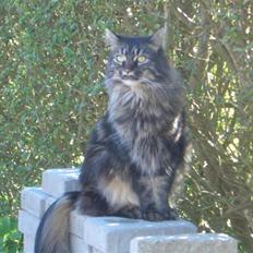 Maine Coon Møv