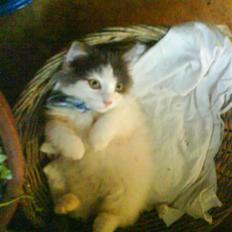 Blanding af racer Klunte Kragsig Nielsen