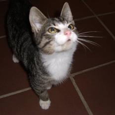 Blanding af racer Mugge