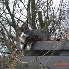 Blanding af racer Mugge