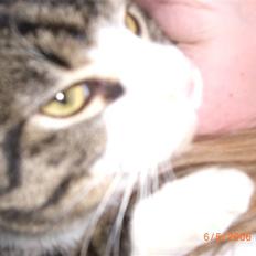 Blanding af racer Mugge