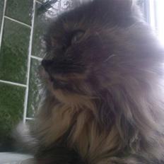 Blanding af racer Myrna