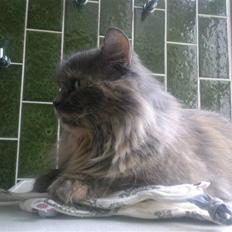 Blanding af racer Myrna