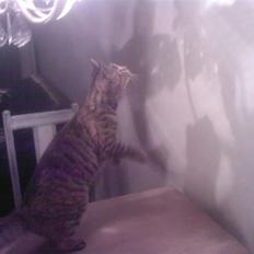 Blanding af racer Kisser