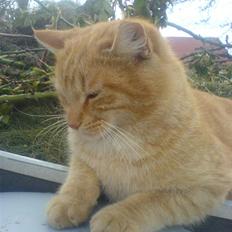 Huskat Garfield (Giffe)