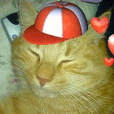 Huskat Garfield (Giffe)