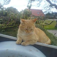 Huskat Garfield (Giffe)