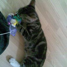 Blanding af racer Oscar